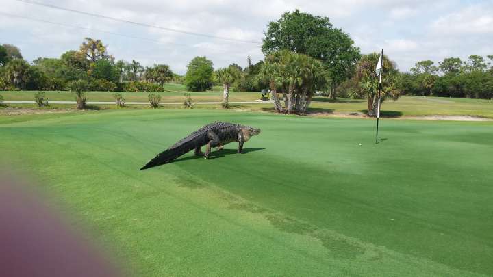 Alligator visits the golf course at Myakka Pines Golf Club