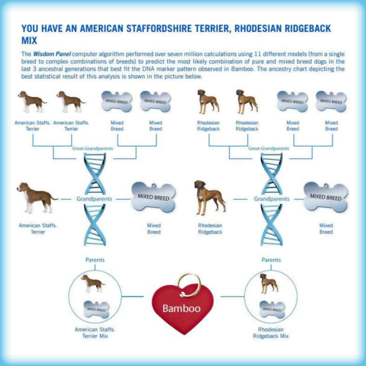 DNA results for Bamboo the Skateboarding Dog
