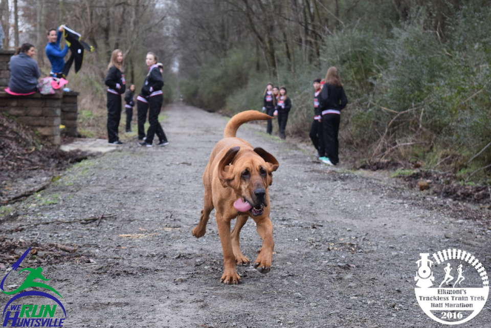 Dog soldiers on during 2016 Elkmont Trackless Train Trek Half Marathon