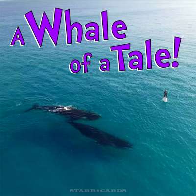 Paddle boarding with whales off the coast of Esperance, Western Australia