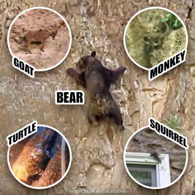 Rock climbing animals including a bear, goat, monkey, turtle and squirrel