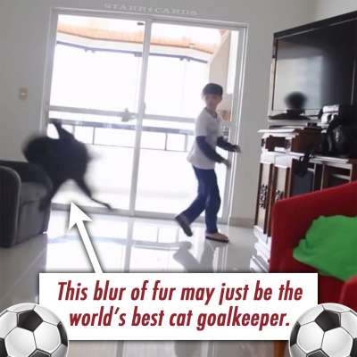 Soccer cat plays goalkeeper as well as Gianluigi Buffon and Iker Casillas