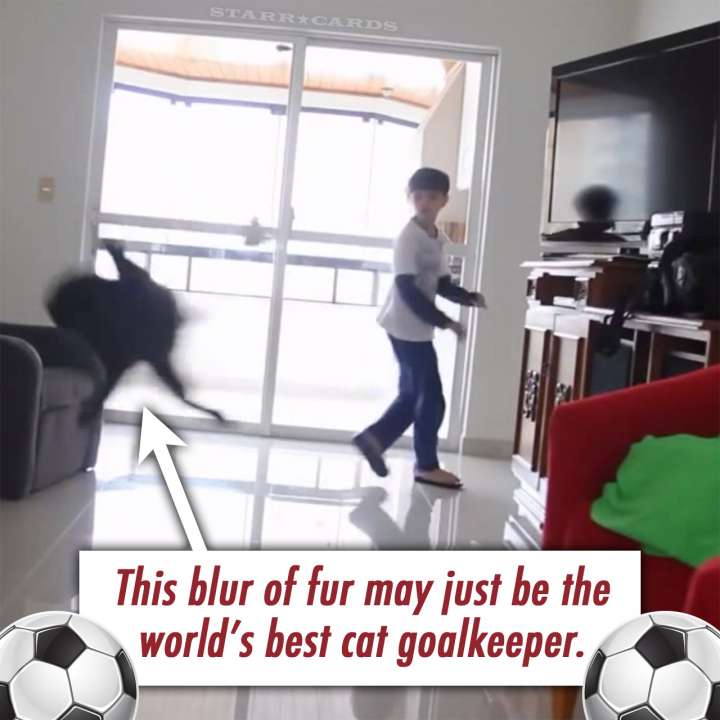 Soccer cat plays goalkeeper as well as Gianluigi Buffon and Iker Casillas